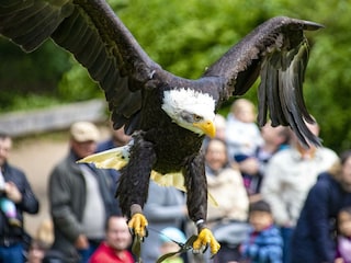 Greifvogel Schau im Wildtierpark