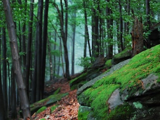 Wandern und die Natur auf sich wirken lassen !