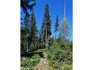 Wanderweg von Geelinks Hütte zur Möslalm