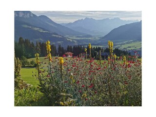 Blick von Geelinks Hütte bis zum Wilden Kaiser