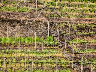 Der hauseigene Weinberg
