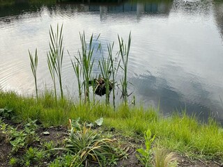 Villa Biddinghuizen Registrazione all'aperto 4