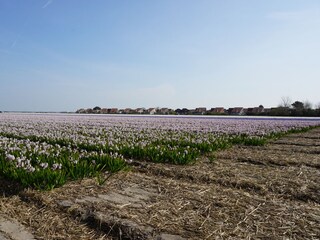Casa per le vacanze Julianadorp Ambiente 15
