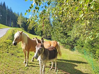 Haflinger und Esel zum Streicheln