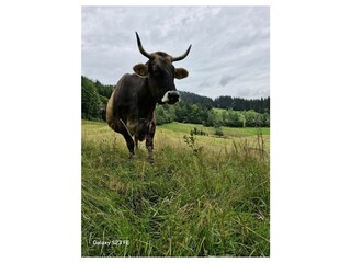 Kuh im Sommer