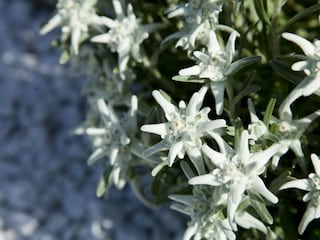 Detail - Edelweiss