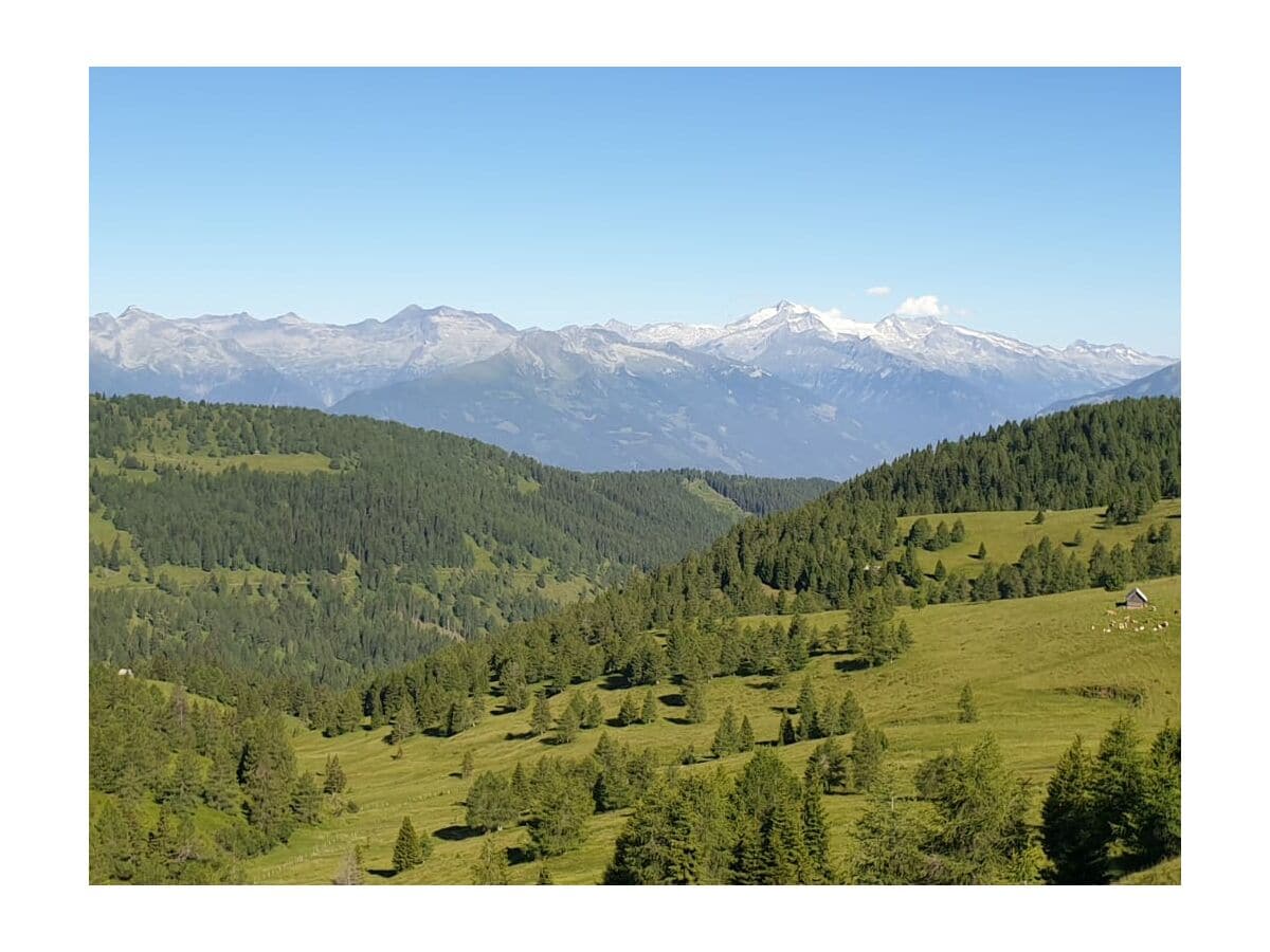 Die Kühe geniessen den Almsommer in den Nockbergen