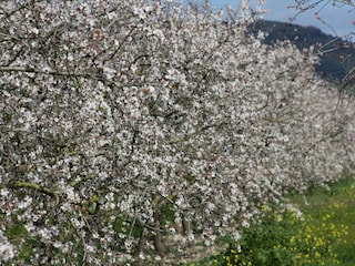 Ferienhaus Muro Umgebung 37