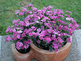 Appartamento per vacanze Nußdorf am Attersee Registrazione all'aperto 13