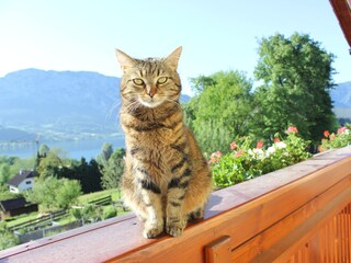 Appartamento per vacanze Nußdorf am Attersee Documento 42