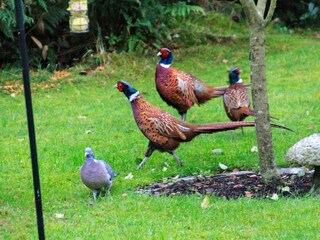 Holiday house Als Outdoor Recording 8