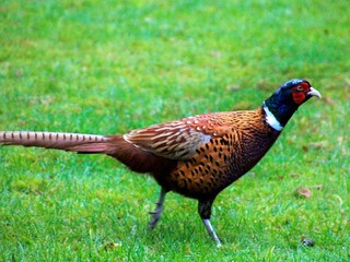 Casa per le vacanze Als Registrazione all'aperto 1