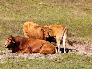 Vakantiehuis Als  31