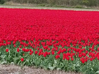 Chalet Callantsoog Ambiente 26