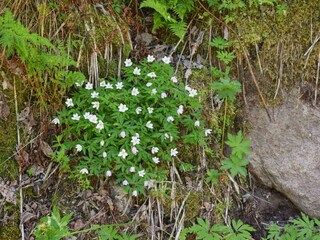 Vakantiehuis Welt  13