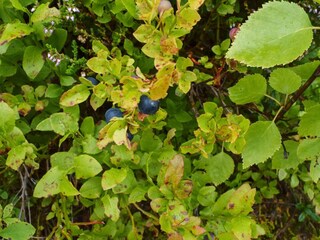 Vakantiehuis Welt  30