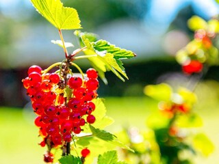 Holiday house Hvasser Outdoor Recording 2