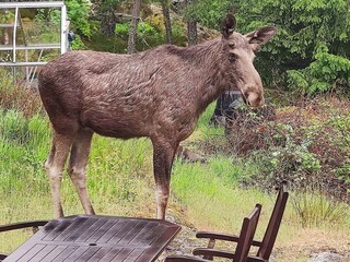 Vakantiehuis Ingarö  7
