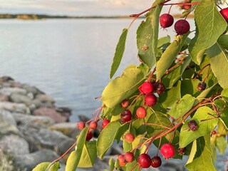 Vakantiehuis Mönsterås  24