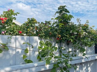 Casa de vacaciones Otterup Grabación al aire libre 5