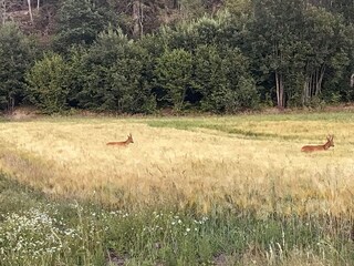 Vakantiehuis Havstenssund  21