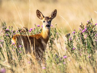 Vakantiehuis Arboga Buitenaudio-opname 6