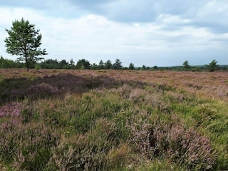 Maison de vacances Hovborg  38