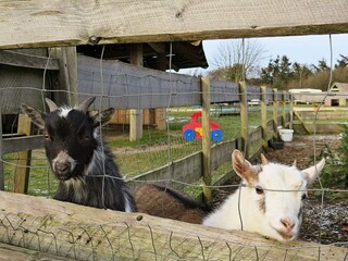 Casa de vacaciones Humlum  14