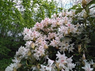 Casa per le vacanze Humlum  42