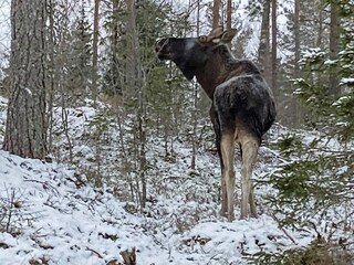 Ferienhaus Nysäter  18