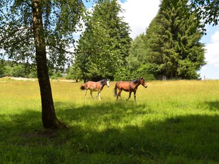 Appartamento per vacanze Schmiedefeld Ambiente 17