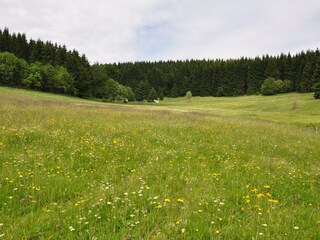 idyllische Bergwiese