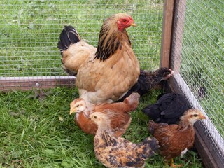 Appartement de vacances Schmiedefeld Environnement 31