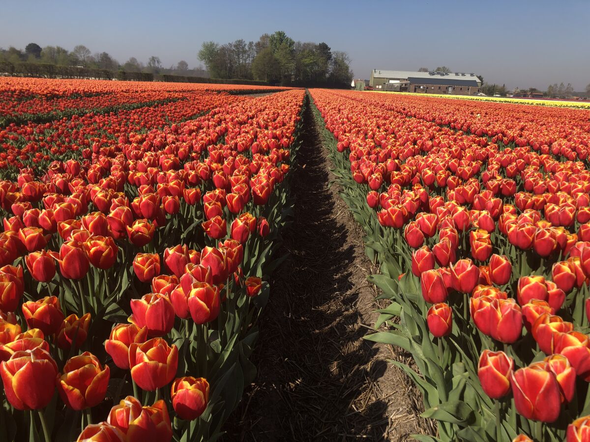 Tolle Blumenfelder in Frühjahr