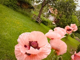 Mußestunden im naturnahen Garten