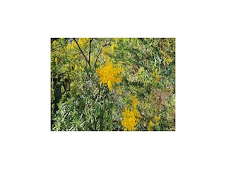 Maison de vacances Le Lavandou Enregistrement extérieur 10