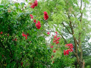 Rosenbaum im Aussenbereich