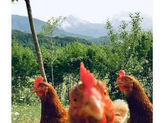 Hühner, Enten, Katzen und Kälber wohnen bei uns