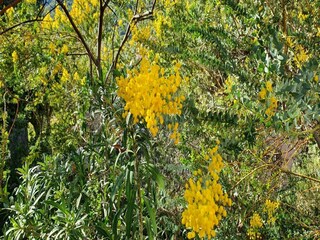 Maison de vacances Le Lavandou Environnement 34