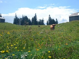 Casa per le vacanze Bad Mitterndorf Registrazione all'aperto 17