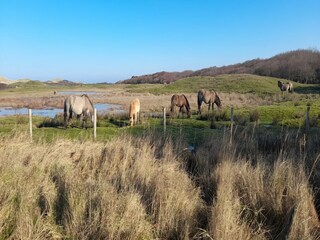 Chalet Oostkapelle Omgeving 30
