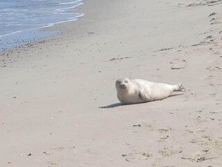 Chalet Oostkapelle Ambiente 29