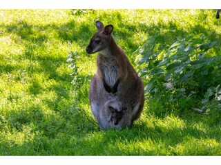 Appartement Vrouwenpolder Omgeving 38
