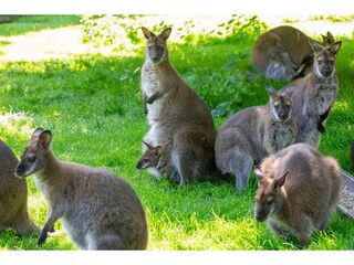 Appartamento Vrouwenpolder Ambiente 26