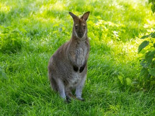 Vakantiehuis Vrouwenpolder  39