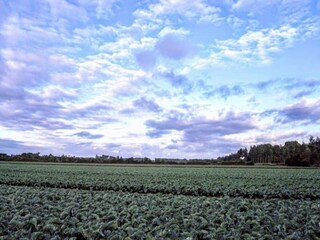 Ferienhaus Vrouwenpolder Umgebung 21