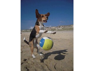 Hunde-Urlaub