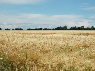 Blick von der Ferienwohnung aus-Landschaft Pur