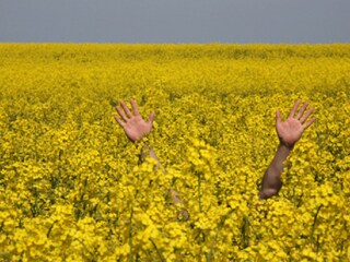 Insel Fehmarn in der Rapsblüte