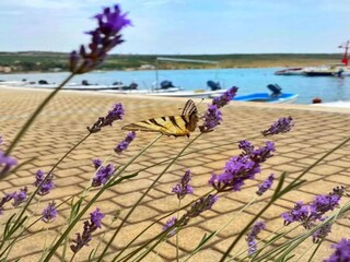 Holiday house Rovanjska Environment 23